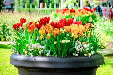 Planting tulips and daffodils in containers