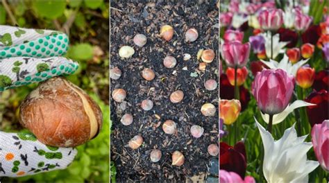 Planting tulips in april