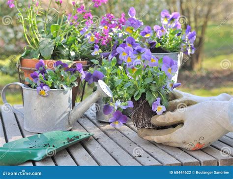Planting violas in pots