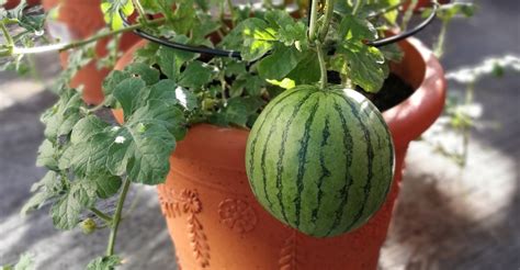 Planting watermelon in a pot