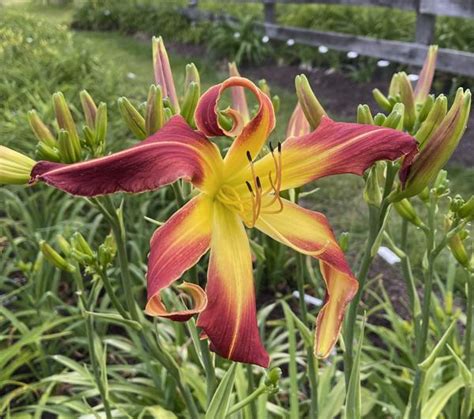 Plants - gettysburgdaylilies.com