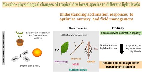 Plants Free Full-Text Physiological and Metabolic Effects of the ...