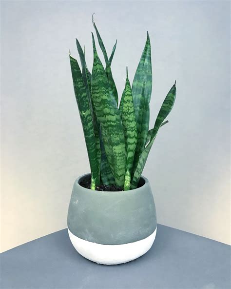 Plants Nursery Snake Plant Price in India - Buy Plants Nursery Snake …