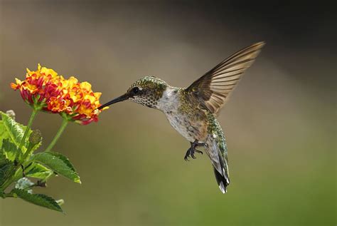 Plants That Draw Hummingbirds
