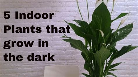 Plants That Grow in the Dark & Shades- Our Ultimate List