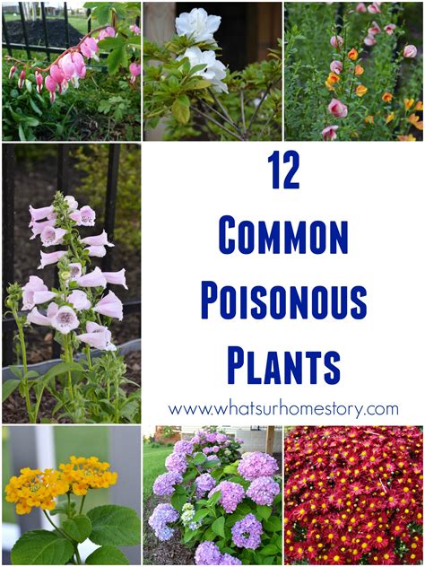 Plants That Poison - Chelonia