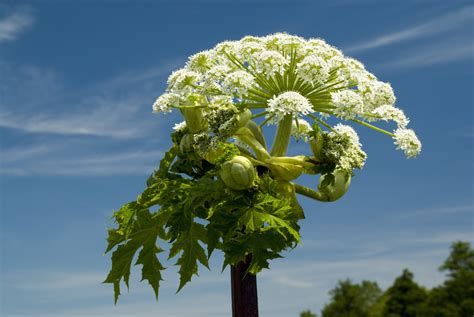 Plants That Resemble Giant Hogweed