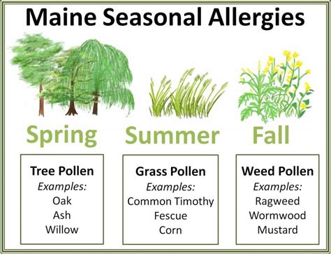 Plants Trees That Cause Spring Allergies Pollen