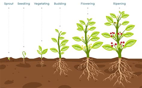 Plants and Plant Growth Chart Diagrams