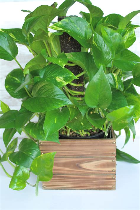 Plants can. Dec 19, 2022 · Golden Pothos (Epipremnum aureum) The Spruce / Candace Madonna. There is a reason golden pothos is one of the most popular hanging plants. In its native habitat, golden pothos grows into a tree-swallowing monster with huge yellow and green leaves. As a houseplant, the plant will grow aggressively from pots or trailing baskets with minimal care. 