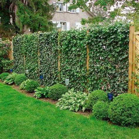 Plants for a fence. Evergreen hedges make wonderful privacy screens. They come in all shapes and sizes, retain their foliage year-round to create consistent privacy, and they can hide unsightly structures and fencing.Tall hedges serve as windbreaks and provide shade for garden plants. Some evergreens with sharp pointed leaves or thorns can act as a … 