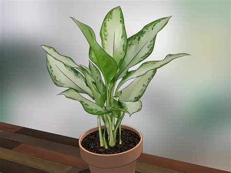 9) Philodendron Heartleaf. With glossy, heart-shaped leaves, the Philodendron Heartleaf is a fast-growing and super forgiving houseplant that thrives in low to bright light. Put the trailing plant ....