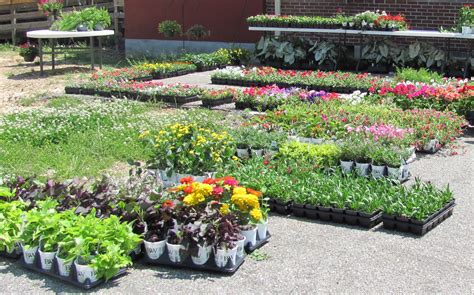 Plants for sale near me. Things To Know About Plants for sale near me. 