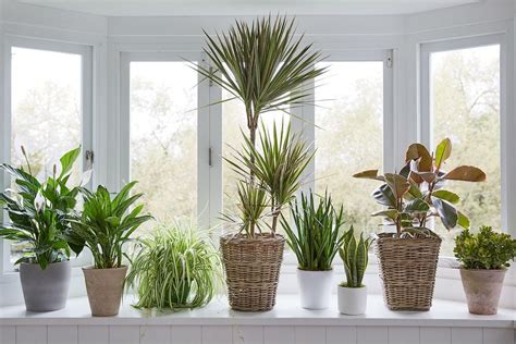 Plants for your north facing windows! #houseplants #plantparent …