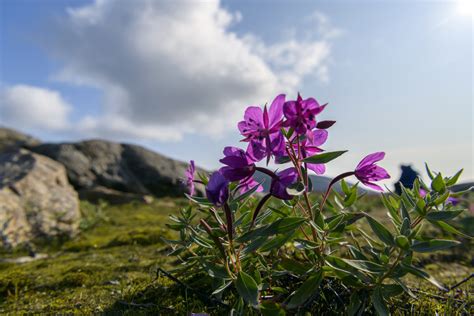 Plants in Arctic Environments 13 - Springer