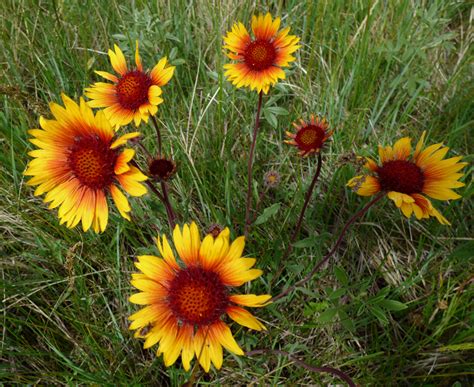 Plants in the great plains. Things To Know About Plants in the great plains. 