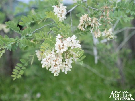 Plants of Texas Rangelands » Black Locust