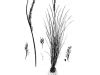 Plants of Texas Rangelands » Rattail smutgrass