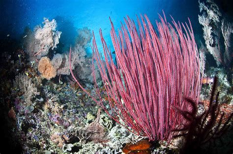 Plants on the ocean. Things To Know About Plants on the ocean. 