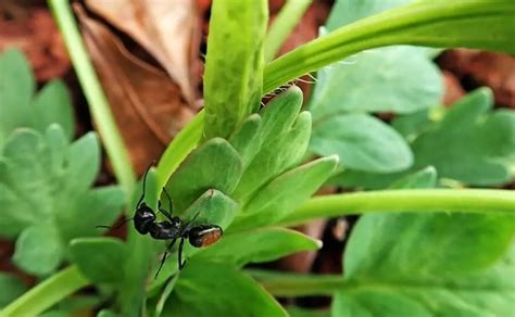 Plants that repel ants. 