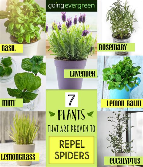 Plants that repel spiders. The best way to repel spiders is to keep the home clear of dust, food, clutter and debris that attract insects. A bug repellent, long-handled broom or high-pressure hose can be use... 