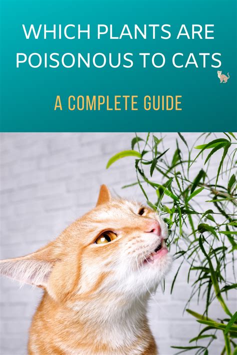 Plants toxic cats. Things To Know About Plants toxic cats. 