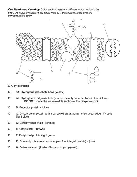 Plasma Membrane Coloring Shee