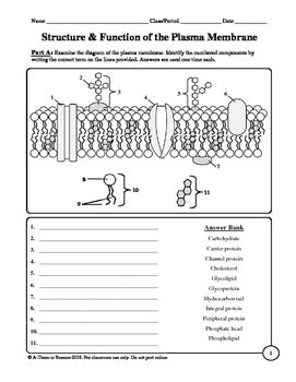 Plasma Membrane Diagram Worksheet