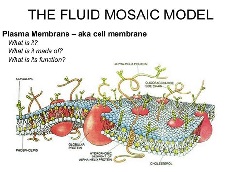 Plasma Membrane Structure Function, And Fluid Mosaic Model