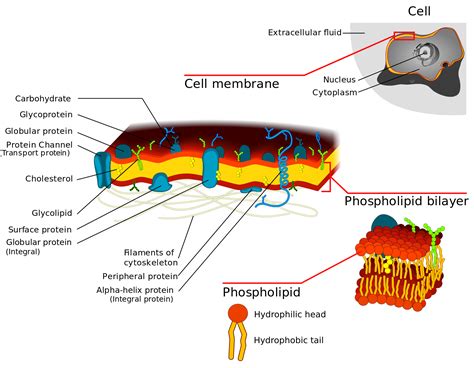 Plasma Membrane nflek3