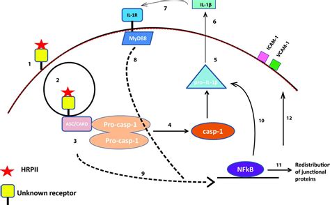 Plasmodium falciparum histidine-rich protein II causes …