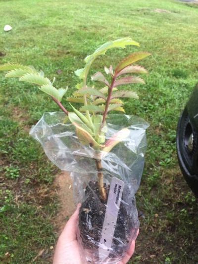 Plastic Bags For Plants: How To Move Plants In Bags