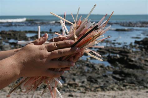 Plastic straws environmental impact. According to the New York Times, natural plastics, or bioplastics, are environmentally safe alternatives to conventional plastic. They are made from plant materials, such as vegetable fats or starches. 