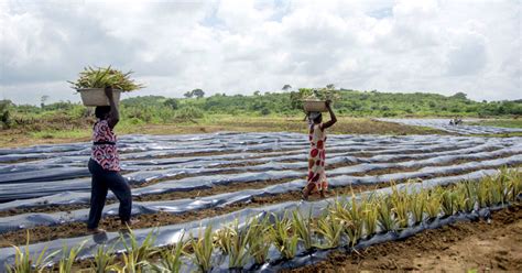 Plastics in soil threaten food security, health, and …