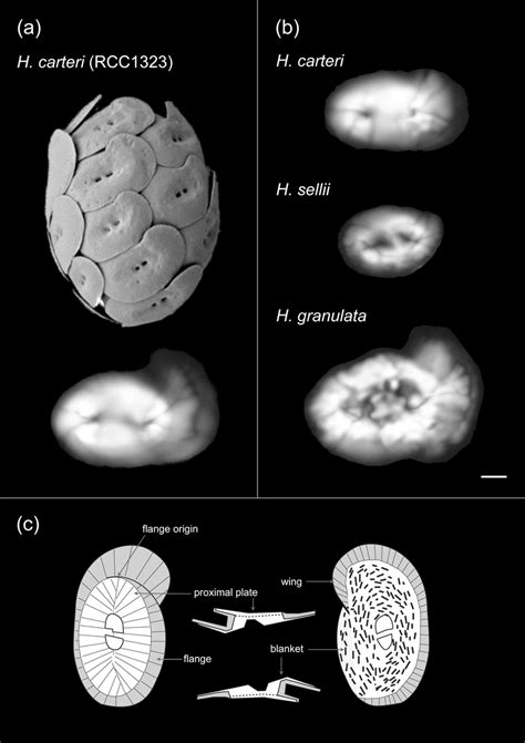 Plate vs Coccolith - What