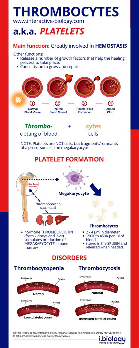 Platelet (Thrombocyte) Structure and Function Interactive Biology