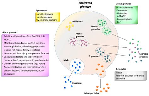 Platelet granule disorders - PubMed