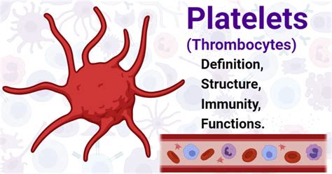 Platelets Definition
