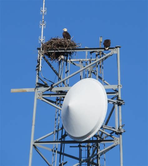 Platform use by nesting eagles - The Center for …