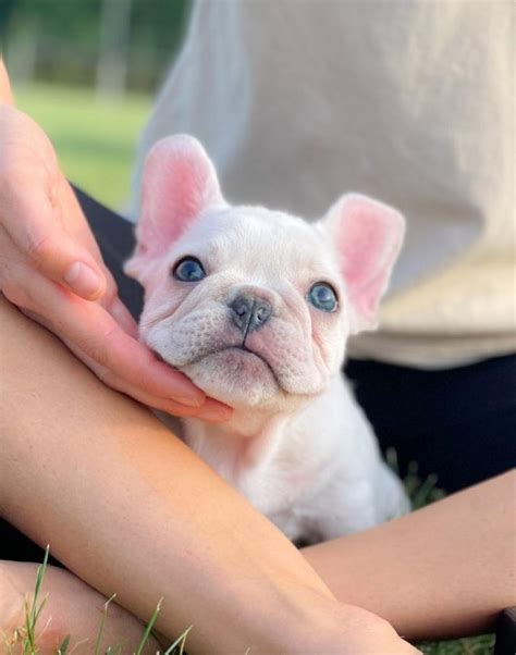 Platinum French Bulldog Puppies For Sale