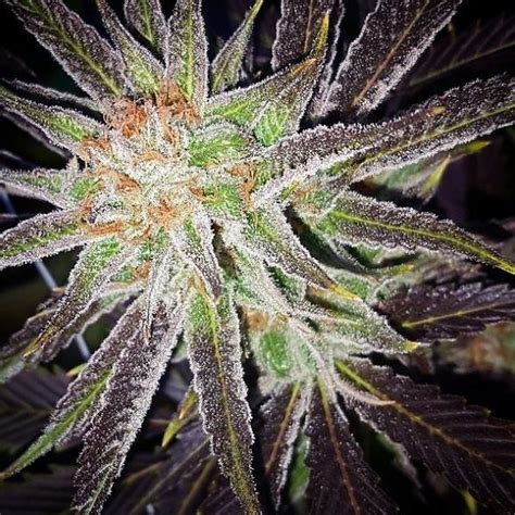 Platinum puff strain leafly. Check out Leafly’s Growing Guide to get tips and advice from expert growers. Climate: Platinum GSC (f.k.a Girl Scout Cookies) grows best between 68-80 degrees Fahrenheit, and is recommended for ... 
