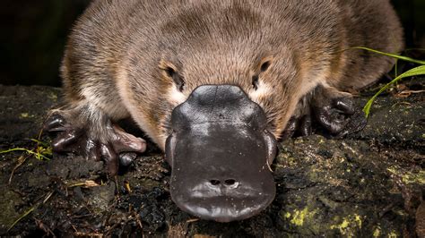 Learn the correct plural form of platypus and why it's not platypi. Find out the origin, meaning, and usage of the word platypus and its plural.. 