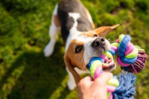 Play dogs. Playing and walking with a dog increased the strength of the alpha-band oscillations, the authors found, which generally indicate stability and relaxation. Alpha … 