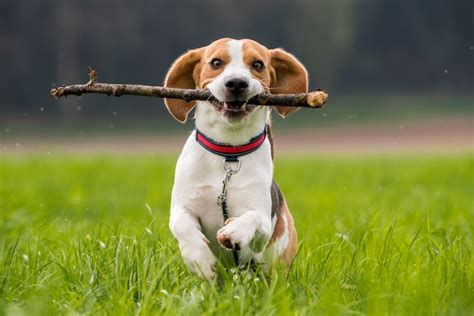  Does your dog love to play fetch? Check out t