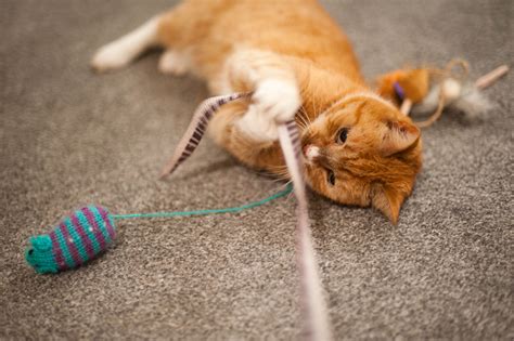 Play with cats. Here are 11 fun cat activities you can do with your cat at home that won’t break the bank and that satisfy kitty’s natural urges to run, jump, pounce, hunt, and investigate. 1. Play a Fun Cat Game with a Cat Toy. Keep a basket of cat toys at the ready and spend about 15 minutes at a time, two times per day playing with your cat. 