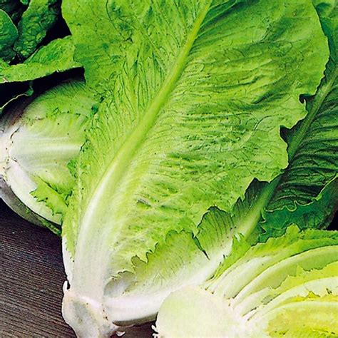 Plenty of cos lettuce,... - Janefield Paeonies & Hydroponics