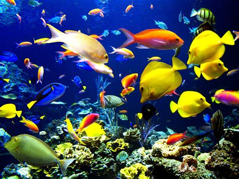 Plenty of fish in the sea. When it comes to the diverse and fascinating world of marine life, there are some truly extraordinary creatures that inhabit our oceans. From vibrant coral reefs to deep-sea trench... 