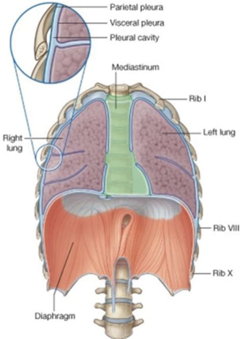 Pleural Membranes Diagram Quizlet