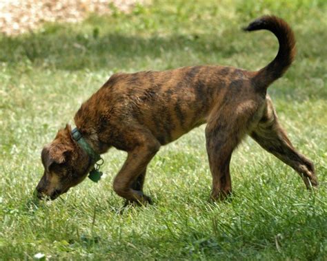 Plott hound – Wikipedia, wolna encyklopedia