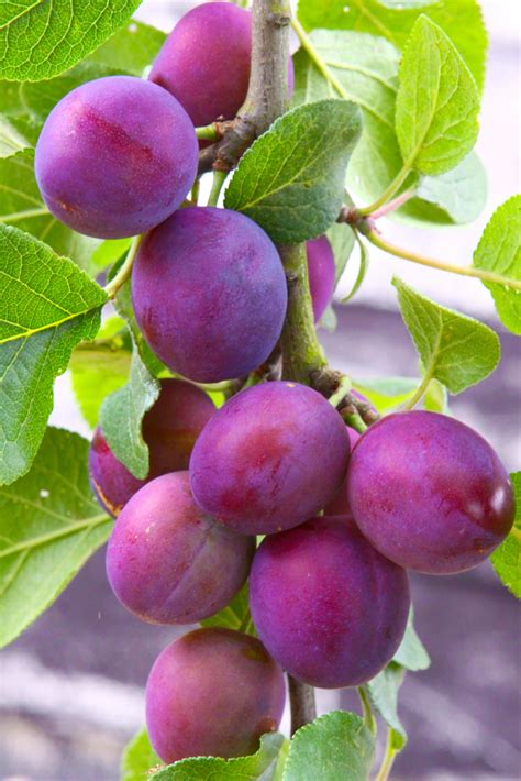 Plum Trees - Methley